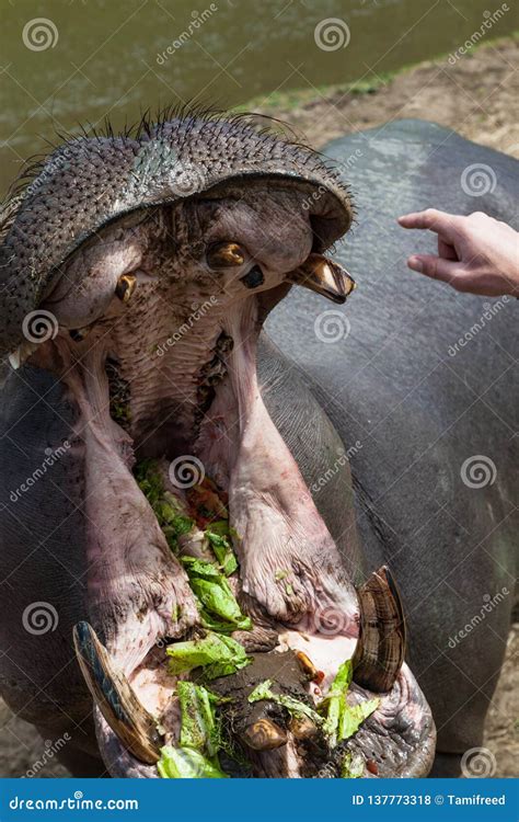 Showing Hippo Teeth stock photo. Image of mammal, hand - 137773318