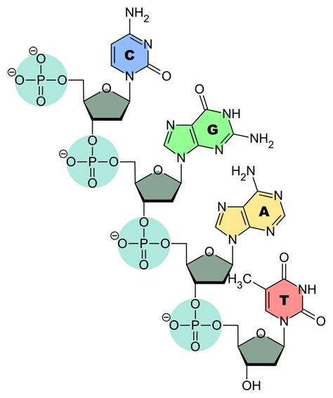 What Are Nucleic Acids? — Structure & Function - Expii