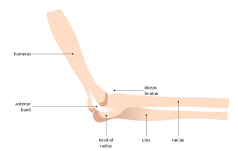 A Guide to Understand Elbow Joint with Diagram | EdrawMax Online