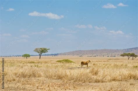 Lioness in african savanna, wild animals in Africa Stock Photo | Adobe Stock