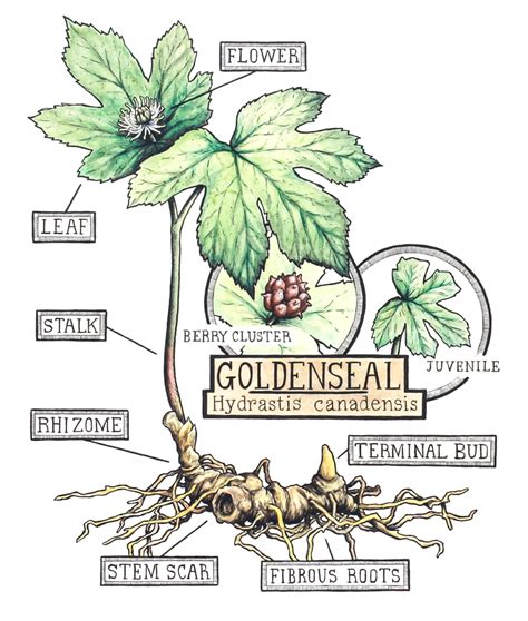 Goldenseal Cultivation & Growing Guide. - United Plant Savers