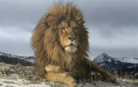 Lion de l'Atlas ou Lion de Barbarie | Lion Royaume