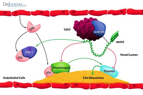 Lipoprotein Biomarkers and Heart Disease - DrJockers.com