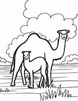 Camel coloring page  Animals Town color Sheet Free sketch template