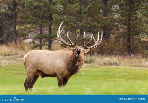 Big Bull Elk Bugling stock image. Image of rutting, wild - 61764507