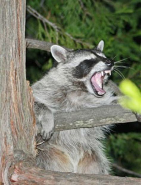 Attack of the giant raccoons!
