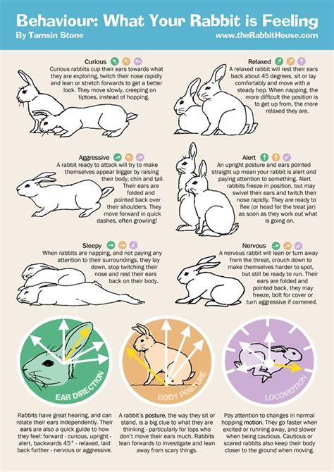 an info sheet describing the different types of rabbits and how they ...