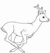 A Running Deer coloring Page  Download Print Or Color Online For Free sketch template