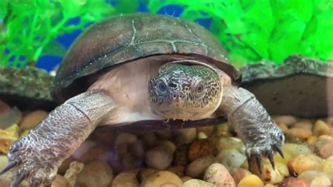 Why Isn't My African Sideneck Turtle Eating? - Clever Pet Owners