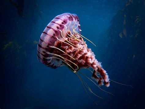 Do Jellyfish Have Brains? - Ocean Conservancy