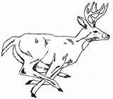 Deer Hunting Coloring Sheets Pages sketch template