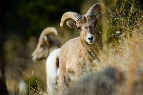 Nebraska Animals | Nebraska Game & Parks Commission