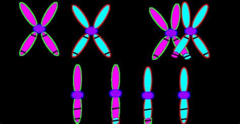 Chromosomal crossover - Alchetron, The Free Social Encyclopedia