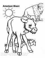 Bison Coloring Book Page sketch template