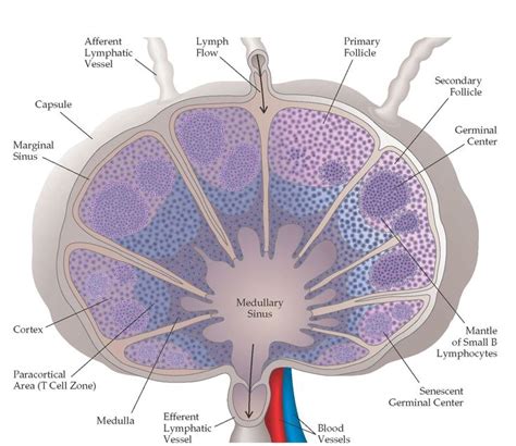 Organs and Cells of The Immune System Part 1 | Basic anatomy and physiology, Lymph nodes ...