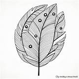 Feather Coloring Pages  Free & Printable sketch template