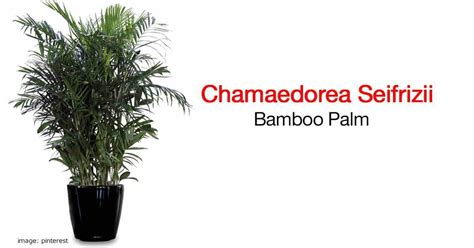 Bamboo Palm Plant: How To Care For The Chamaedorea Seifrizii