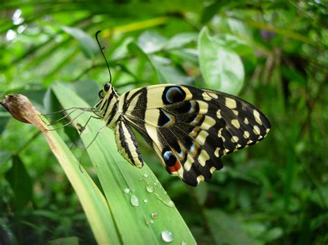 zanzibar butterfly centre | zanzibar butterfly centre | Flickr