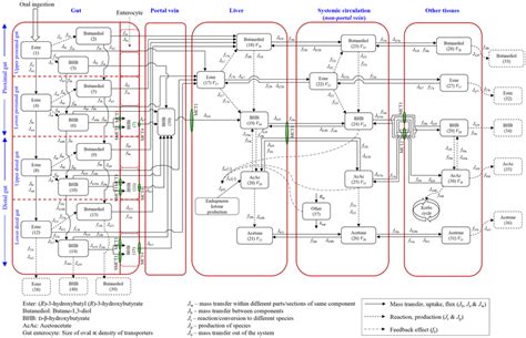 Schematic of the systems model for the absorption and catabolism of the... | Download Scientific ...