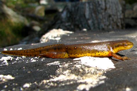 PA HERP IDENTIFICATION » Red-spotted Newt