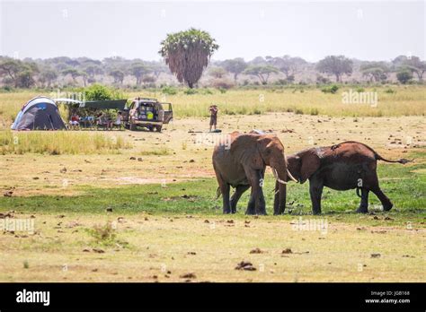 Elephants over Jipe Lake next to camping family, Tsavo West National ...