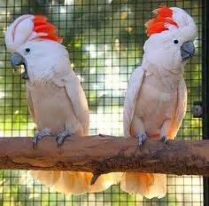 Moluccan cockatoo Facts, Pet Care, Behavior, Price, Pictures | Singing Wings Aviary