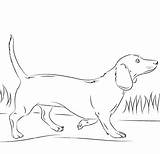 Dachshund Coloring Pages  Best For Kids sketch template