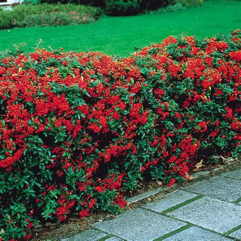 Pyracantha 6'-18' Tall 6'-18' Wide Evergreen Blooms in Summer Fruit/ Berries in Fall Full Sun or ...