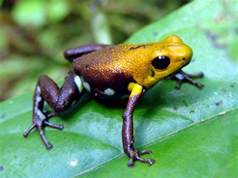 Golden Poison Frog | Poison frog, Dart frog, Amphibians