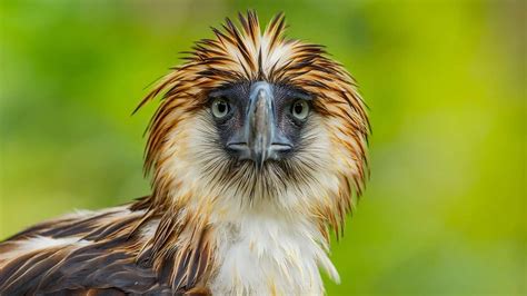 Introducing the World's Largest Eagle: The Philippine Eagle - Nesting Fly