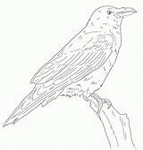 Raven 1 Coloring Page  Free Printable Pages For Kids sketch template