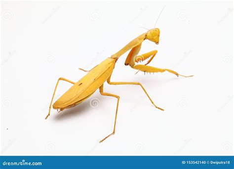 Yellow Praying Mantis on White Background Stock Photo - Image of fauna, devouring: 153542140