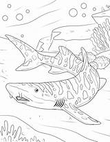 Mako Shark Coloring Pages sketch template