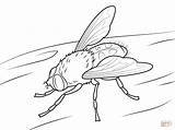 Dibujo De Mosca Común Para Colorear  Dibujos Imprimir Gratis sketch template