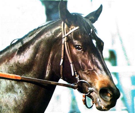 Ruffian | Racehorse, Thoroughbred horse racing, Thoroughbred horse