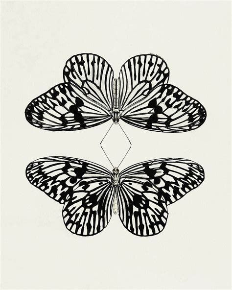 Black And White Butterfly Artwork