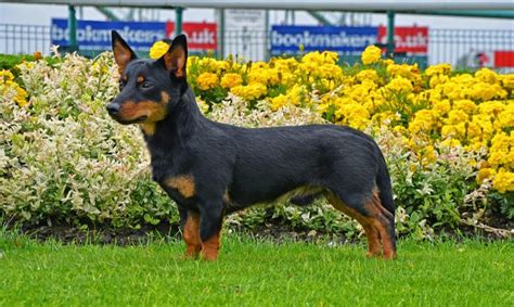 Lancashire Heeler Dog Information, Photos | DogExpress