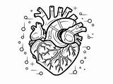 Heart Anatomy Coloring  Page sketch template