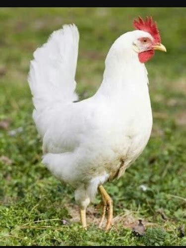 Gallinas Leghorn - $ 30.00 en Mercado Libre