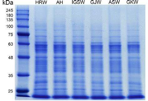 SDS-PAGE of crude wheat antigens. Coomassie brilliant blue staining of... | Download Scientific ...