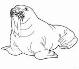 Baby Walrus Coloring Pages sketch template