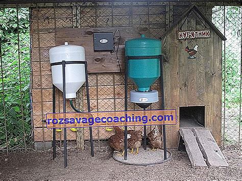 Automatic chicken feeder: do-it-yourself auto-feeder with timer ...