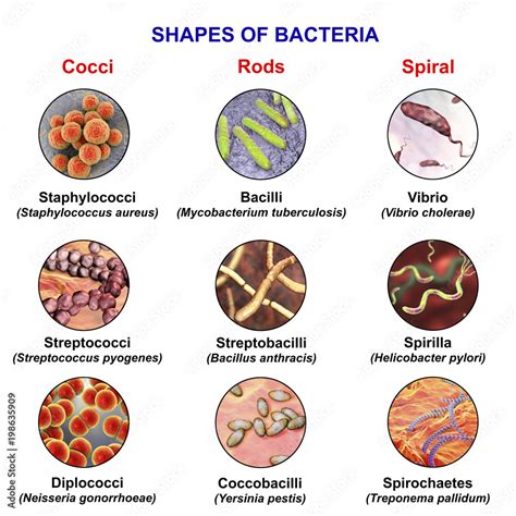 Shapes of bacteria, spherical, rod-like and spiral bacteria with examples, view under microscope ...