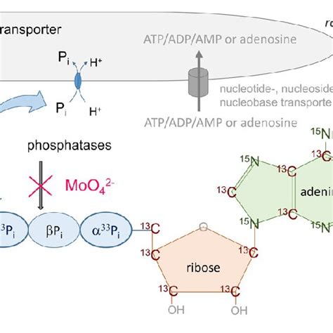 Atp Diagram