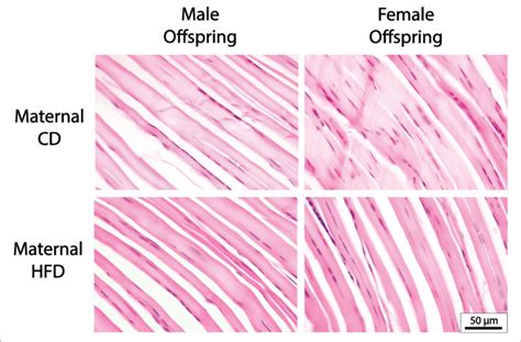 | Representative Tendon Histology Images. There were no significant ...