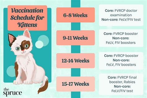 First-Year Kitten Vaccination Schedule Chart To Follow, 60% OFF