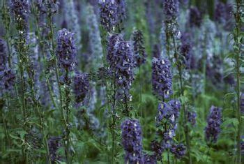 How to Grow Lavender in Zone 9 | Growing lavender