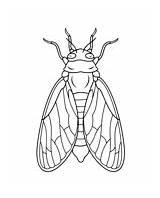 Cicada coloring Pages  Free Coloring sketch template