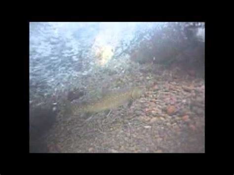 Bull Trout Spawning Migration - YouTube