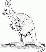 Free Printable Kangaroo Coloring Pages For Kids sketch template